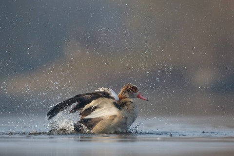Egyptian Goose (Alopochen aegyptiaca) bathing, North Rhine-Westphalia, Germany