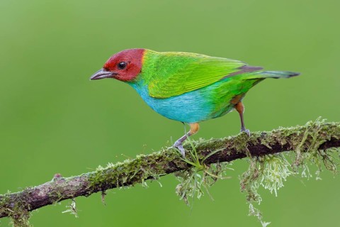 Bay-headed Tanager (Tangara gyrola) male, Alajuela, Costa Rica