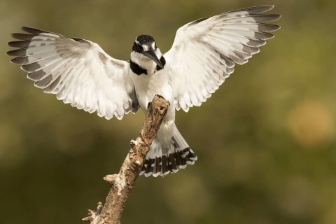 Pied Kingfisher (Ceryle rudis) female, Gambia
