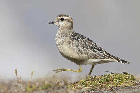 Eurasian Dotterel (Charadrius morinellus) juvenile, Grisons, Switzerland