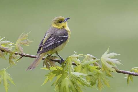 Orchard Oriole (Icterus spurius) female, Ohio, USA