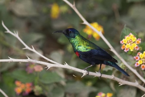 Shining Sunbird (Cinnyris habessinicus) male, Oman