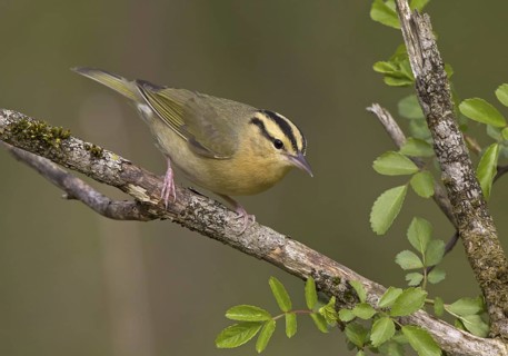 Worm-eating Warbler (Helmitheros vermivorum), Ohio, USA