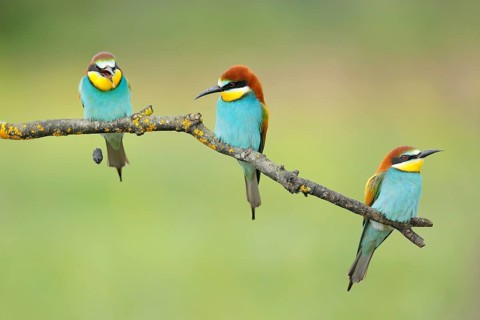 European Bee-eater (Merops apiaster) regurgitating pellet, Andalusia, Spain