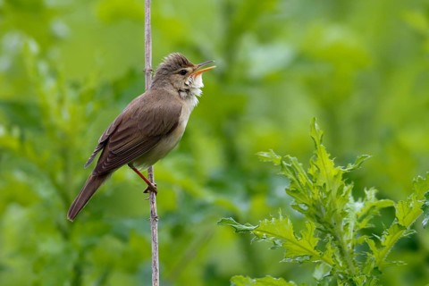 Marsh Warbler (Acrocephalus palustris) singing, Saxony-Anhalt, Germany