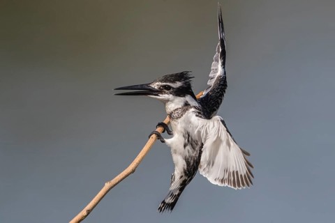 Pied Kingfisher (Ceryle rudis) female landing on a twig, Gambia
