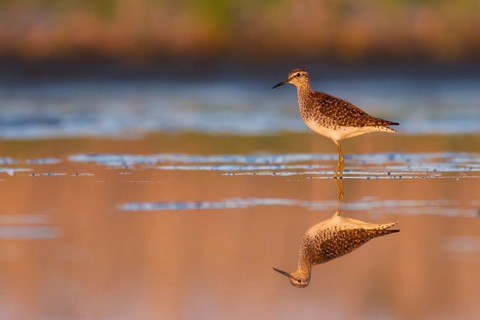 Wood Sandpiper (Tringa glareola) foraging, Poland