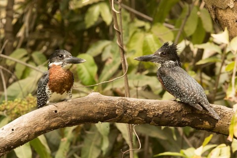 Giant Kingfisher (Megaceryle maxima) pair, Gambia