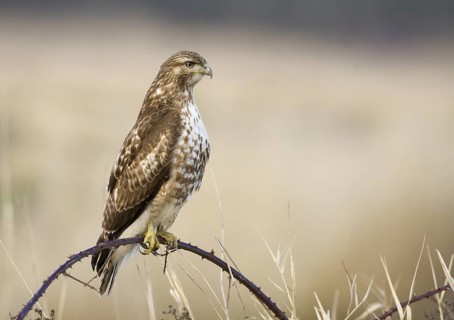 Red-tailed Hawk (Buteo jamaicensis), Washington, USA