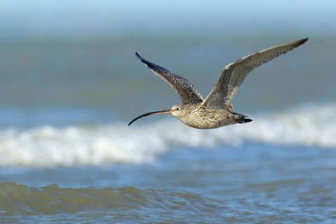 Far Eastern Curlew (Numenius madagascariensis), Northern Territory, Australia