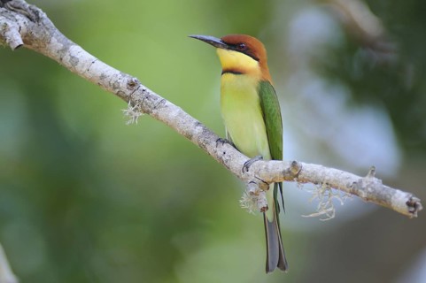 Chestnut-headed Bee-eater (Merops leschenaulti), Sri Lanka