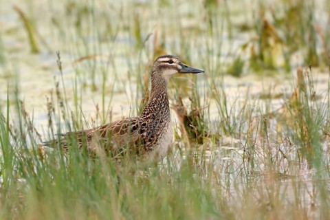 Garganey (Spatula querquedula) female, Austria