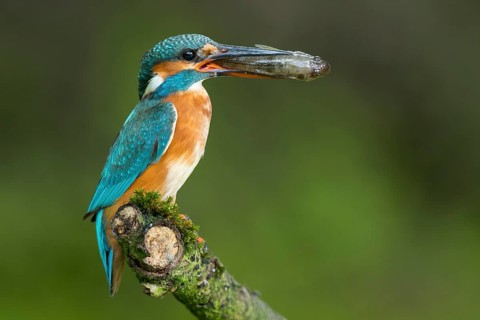 Common Kingfisher (Alcedo atthis) female perched on a branch with a fish in its beak, Lower Saxony,