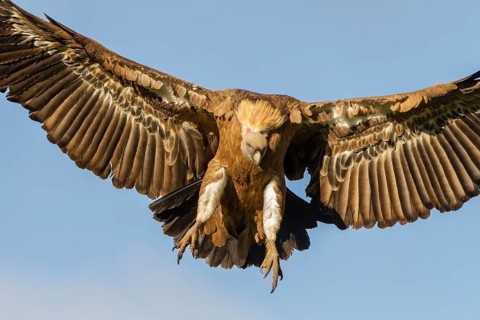 Griffon Vulture (Gyps fulvus), adult landing with open wings, Castilla Leon, Spain