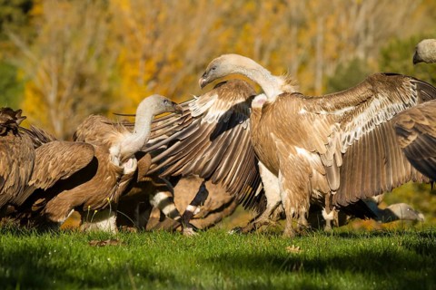 Griffon Vulture (Gyps fulvus), two vultures fighting, Castilla Leon, Spain