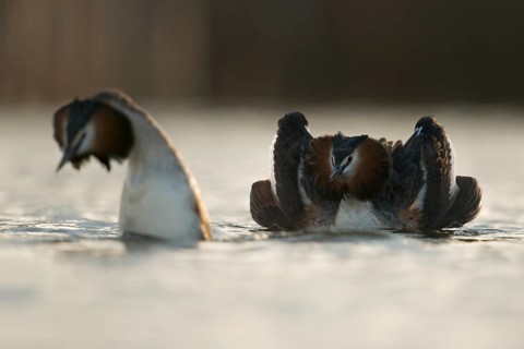 Great Crested Grebe (Podiceps cristatus) pair displaying, North Rhine-Westphalia, Germany