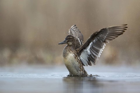 Garganey (Spatula querquedula) female, Saxony, Germany