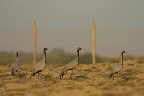 Demoiselle Crane (Grus virgo), Oman