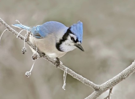 Blue Jay (Cyanocitta cristata), Saskatchewan, Canada