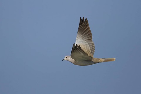Eurasian Collared Dove (Streptopelia decaocto) flying, Oman