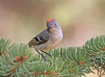 Ruby-crowned Kinglet, Regulus calendula, singing, on a spruce tree in Saskatchewan