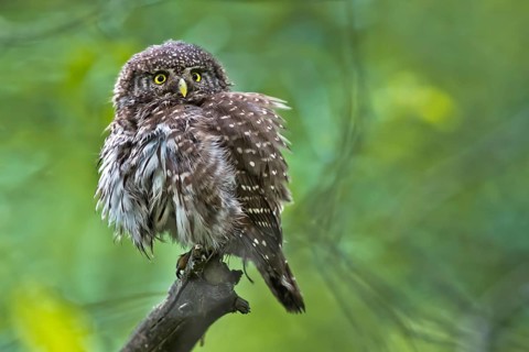 Eurasian Pygmy Owl (Glaucidium passerinum), Bavaria, Germany
