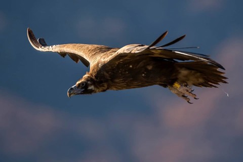 Cinereous Vulture (Aegypius monachus) flying, Madrid, Spain