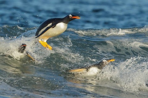 Gentoo Penguin (Pygoscelis papua) returning to land through the waves in the Falkland Islands