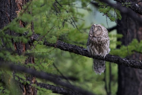 Ural Owl (Strix uralensis yenisseensis) roosting in tree, Lake Khuvsgul, Mongolia