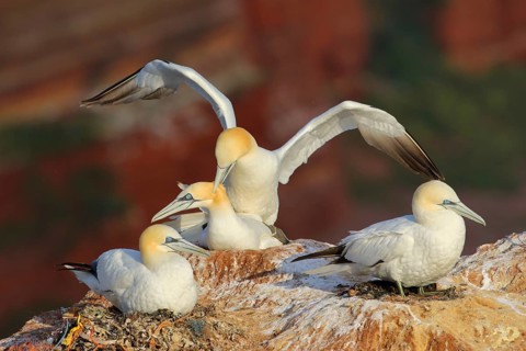 Northern Gannet (Morus bassanus) pair mating, Schleswig-Holstein, Germany