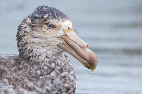 Northern Giant Petrel (Macronectes halli) perched on a rocky beach on South Georgia Island