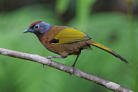 Malayan Laughingthrush (Trochalopteron peninsulae), Malaysia