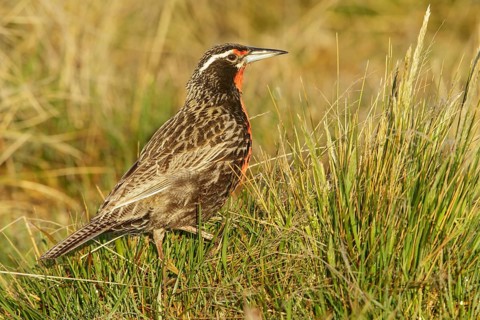 Long-tailed Meadowlark (Sturnella loyca) perched on the ground in the Falkland Islands