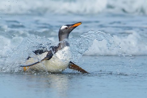 Gentoo Penguin (Pygoscelis papua) returning to land through the waves in the Falkland Islands