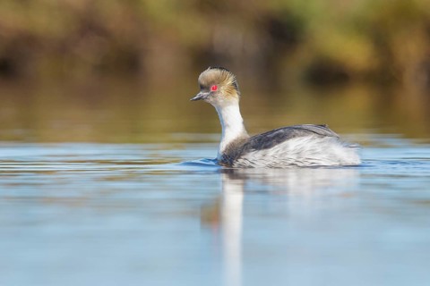 Silvery Grebe (Podiceps occipitalis) swimming on a small pond in the Falkland Islands