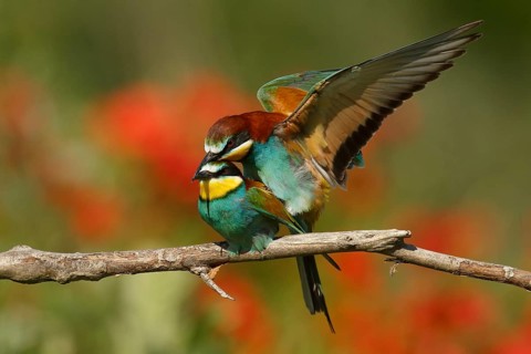 European Bee-eater (Merops apiaster) pair mating, Piedmont, Italy