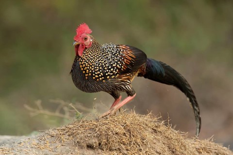 Grey Junglefowl (Gallus sonneratii) male, Kerala, India