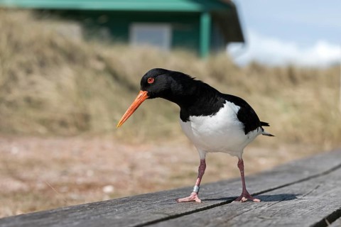 Eurasian Oystercatcher (Haematopus ostralegus), Schleswig-Holstein, Germany