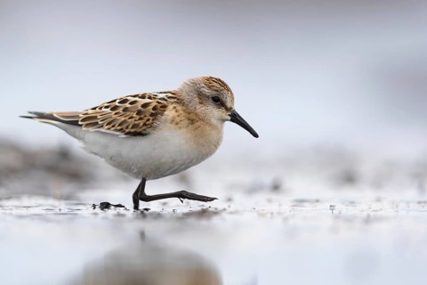 Little Stint (Calidris minuta) foraging on shoreline, Mecklenburg-Western Pomerania, Germany
