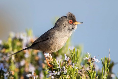 Balearic Warbler (Sylvia balearica) male, Ibiza, Spain