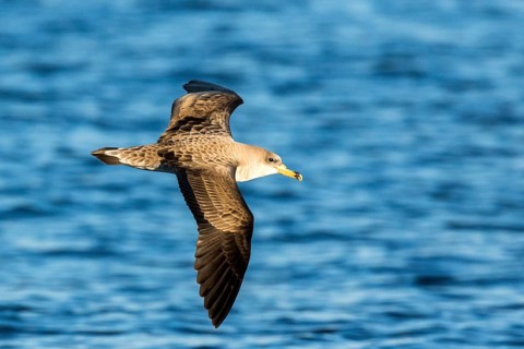 Cory's Shearwater (Calonectris borealis) flying, Ibiza, Spain
