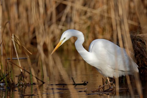 Great Egret (Ardea alba) foraging in reedbed, Mecklenburg-Western Pomerania, Germany