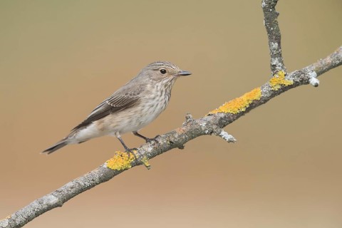 Spotted Flycatcher (Muscicapa striata) perched on a lichen branch, Aosta Valley, Italy