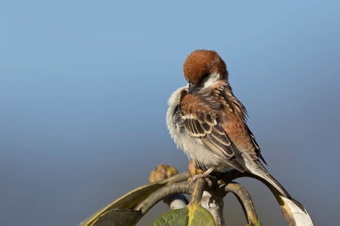 Russet Sparrow (Passer rutilans cinnamomeus) male, Thimphu, Bhutan