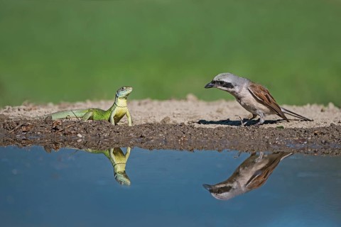 Red-backed Shrike (Lanius collurio) male meets European green lizard (Lacerta viridis) at