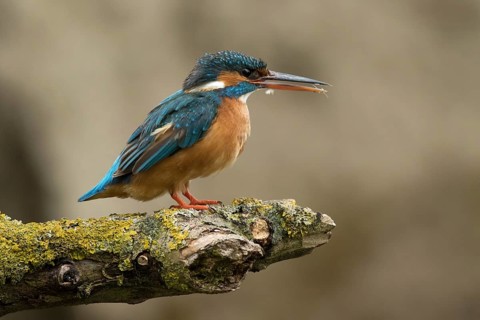 Ijsvogel vrouw op stok, Kingfisher female on pearch