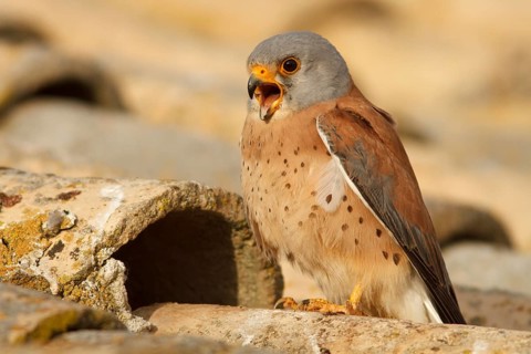 Lesser Kestrel (Falco naumanni), male calling, Castile-La Mancha