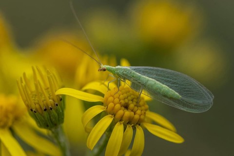 Lacewing (Chrysoperla carnea) on ragwort (Senecio jacobaea), Emsland, Lower Saxony, Germany