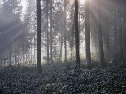 Forest with sunbeams in the haze, Lindenberg, Canton Aargau, Switzerland