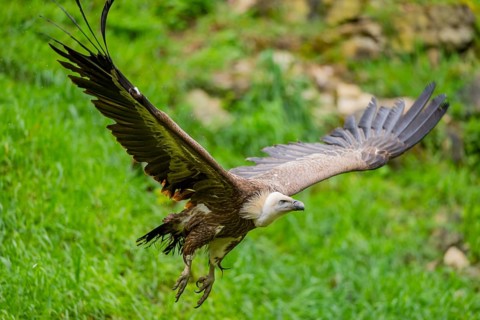 Eurasian griffon vulture (Gyps fulvus) flying, Bavaria, Germany